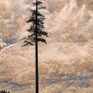 Cloud Print, Landscape Print, Fir Tree, British Columbia, Pacific Northwest, Landscape Photo, Landscape Painting, Evergreens, Lone Tree