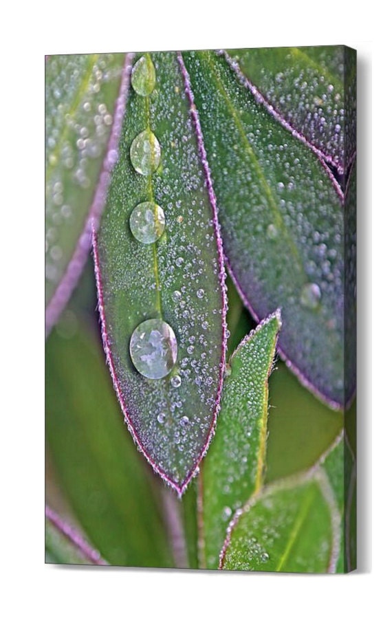 Home Décor Canvas Wall Decor Leaf Photography Photographs Home