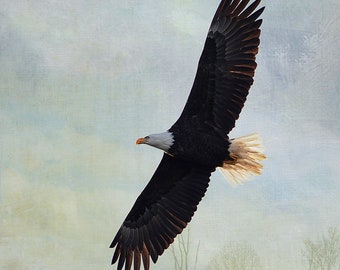 Adler-Foto-Druck, Adler Kunst, Adler Fotografie, fliegende bald Adler, Tierwelt Fotografie, Raptor Kunst, American Bald Eagle, Natur-Foto