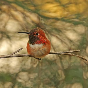 Bird Throw Pillow, Hummingbird Pillow, Hummingbird Cushion, Bird Decor, Nature Cushion, Wildlife Cushion, Gift for Birdwatcher,Rufous Hummer image 5