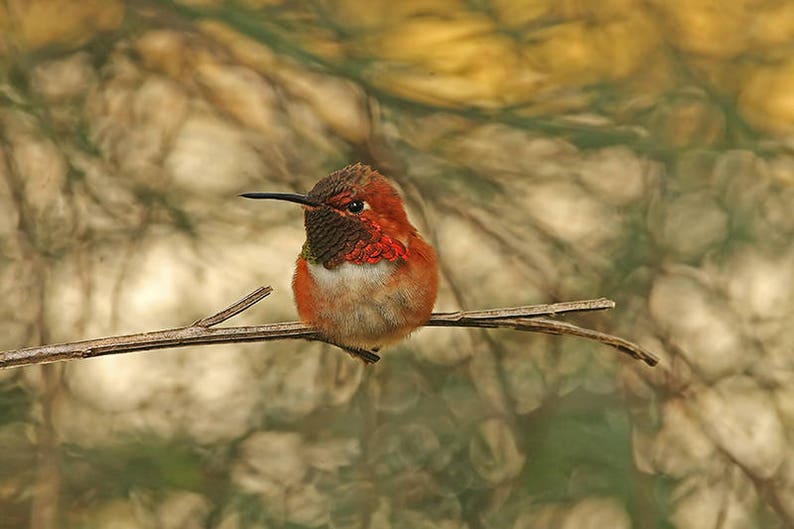 Bird Throw Pillow, Hummingbird Pillow, Hummingbird Cushion, Bird Decor, Nature Cushion, Wildlife Cushion, Gift for Birdwatcher,Rufous Hummer image 5