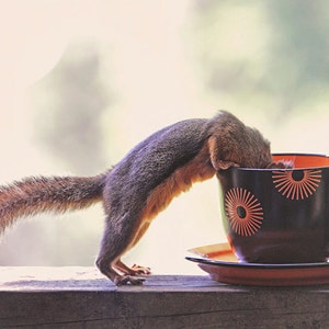 Coffee Art, Squirrel Prints, Kitchen Art, Squirrel Gifts, Coffee Prints, Funny Animals, Nature Photography, Humour, Caffeine Print
