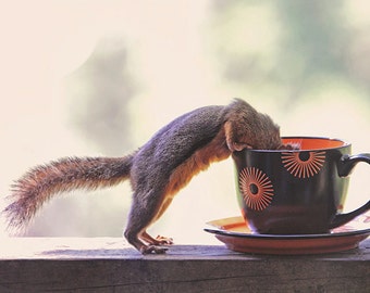 Coffee Art, Squirrel Prints, Kitchen Art, Squirrel Gifts, Coffee Prints, Funny Animals, Nature Photography, Humour, Caffeine Print