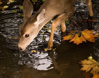 Deer Print, Fawn Print, Nature Wall Art, Canadian Shop, Maple Leaves, Deer Photography, Animal Print, Nature Photography, Wildlife Prints