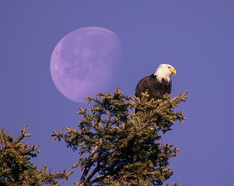 Eagle Print, Eagle Photo, Wild Bald Eagle, Moon Print, Raptor Photograph, American Eagle Art, Wildlife Photography, Wildlife Photography