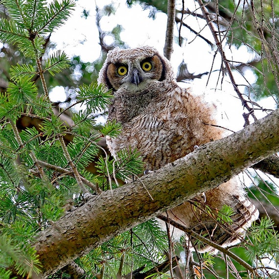 Hibou Photos Impression De Bebe Hibou Grand Duc Damerique Etsy Hibou Photos Impression De Bebe Hibou Grand Duc Damerique Etsy