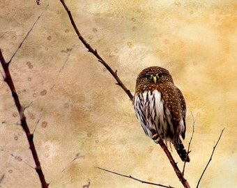 Owl Wall Art, Nature Decor, Little Owl, Owl Print, Wildlife Photography, Watercolor Art, Wildlife Prints, Wildlife Art, Raptors, Pygmy Owl