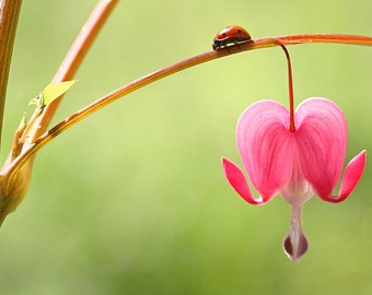 Ladybug Print, Nature Photography, Lady Bug Photograph, Ladybird Print, Insect Print, Insect Art, Bleeding Hearts,Insect Decor,Flower Prints