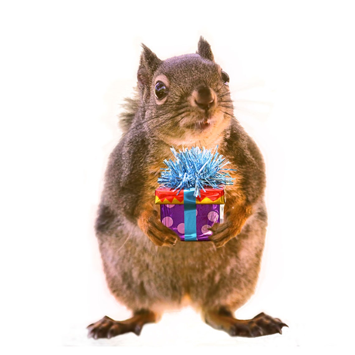 Squirrel Gifts Squirrel Print Squirrel Art Funny Birthday Etsy