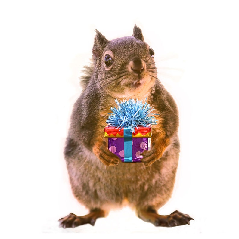 Squirrel Gifts Squirrel Print Squirrel Art Funny Birthday Etsy
