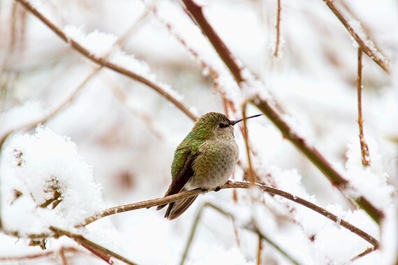 Colibri Photo Impression Doiseau Mouche Hiver Oiseaux Impressions De Neige Lhiver Mur Art Photographie De Nature Art Canadien