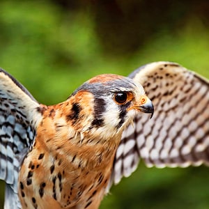 American Kestrel, Falcon Print, Raptor Photography, Bird of Prey, Bird Photo, Raptor Decor image 1