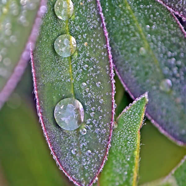 Leaf Art, Macro Photography, Rain Drops, Raindrops, Water Drop, Green and Purple Art, Vertical Wall Art,Lupine,Leaf Photo,Leaves Photography