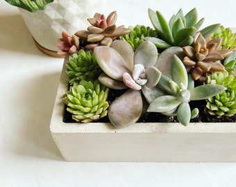 Rectangle Concrete Planter, Cement Planter, Handmade Succulent Planter with drainage hole, Plant pot