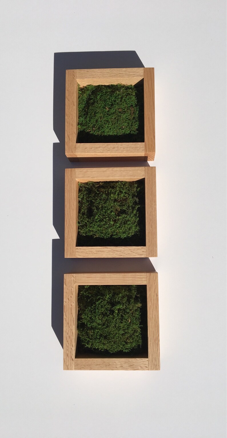 Shadow Box Frame Moss Art Moss Wall Wall Shadow Box | Etsy