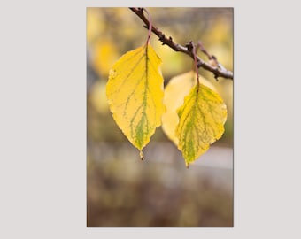 Wall decor Couple leaves, nature macro photography big size/ Gallery fine art, home decor photo bright art 8x12 12x18 16x24 24x36