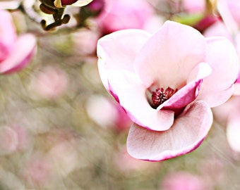 Fine art flower wall decor pink magnolia Girls nursery Wall decor Canvas paper print 8x12 12x18 16x24 24x36