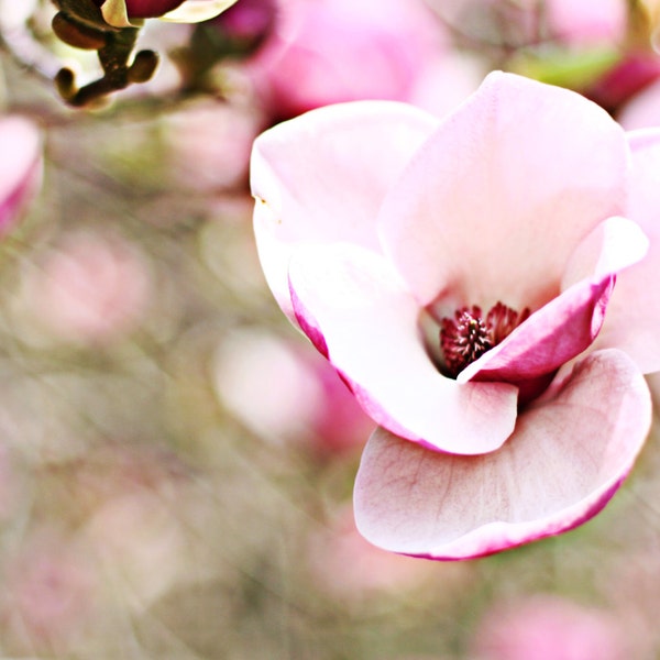 Fine art flower wall decor pink magnolia Girls nursery Wall decor Canvas paper print 8x12 12x18 16x24 24x36