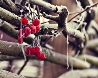 Fine art viburnum branch in winter Wall art Photogfaphy Fine art High quality Canvas paper print Rustic Sepia print 8x12 12x18 16x24 24x36