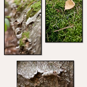 Autumn Forest wall art print Set of 3 Canvas fine art Home decor hall dining room Office Caffee macro nature 8x12 12x18 16x24 24x36 Big size image 2