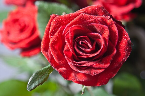 Toile Murale Art Fleur Noir Blanc Rouge Rose Macro Romantique Décor Fine Art Toile De Pendaison De Crémaillère Cadeau Hall Décor Imprimé 8 X 12 12x18