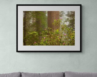 Framed Redwood Photo, Redwood Photo in Frame, Redwood National Park Print, Woodland Photo Wall Art, National Park Wall Art