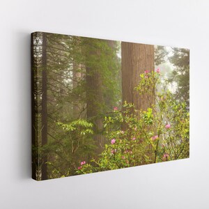 Redwoods Canvas Wrap Wall Art, Forest Nature Photography, Serene Forest Scene Artwork, National Park, California, Rhododendron
