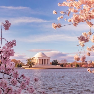 Washington DC Cherry Blossoms Art Print, Beautiful Spring Decor, Cherry Blossoms Photography,