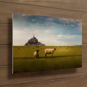 France, Mont Saint Michel, Sheep, France Metal Print, Mont Saint Michel Photography, Normandy, Rural France, France Photo