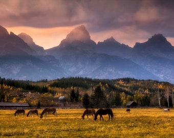 Grand Teton National Park, Tetons, National Park, Wyoming, Horses, Sunset, Fine Art Photography, American West, Western, Rockies, Mountains