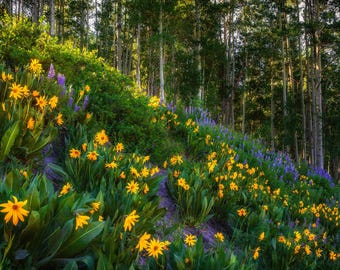 Könnte beinhalten: Eine üppige Waldszene mit einer Vielzahl von Wildblumen in voller Blüte. Gelbe Wildblumen stehen im Vordergrund, während violette Wildblumen im Hintergrund zu sehen sind. Die Waldbäume sind hoch und schlank und haben grüne Blätter.