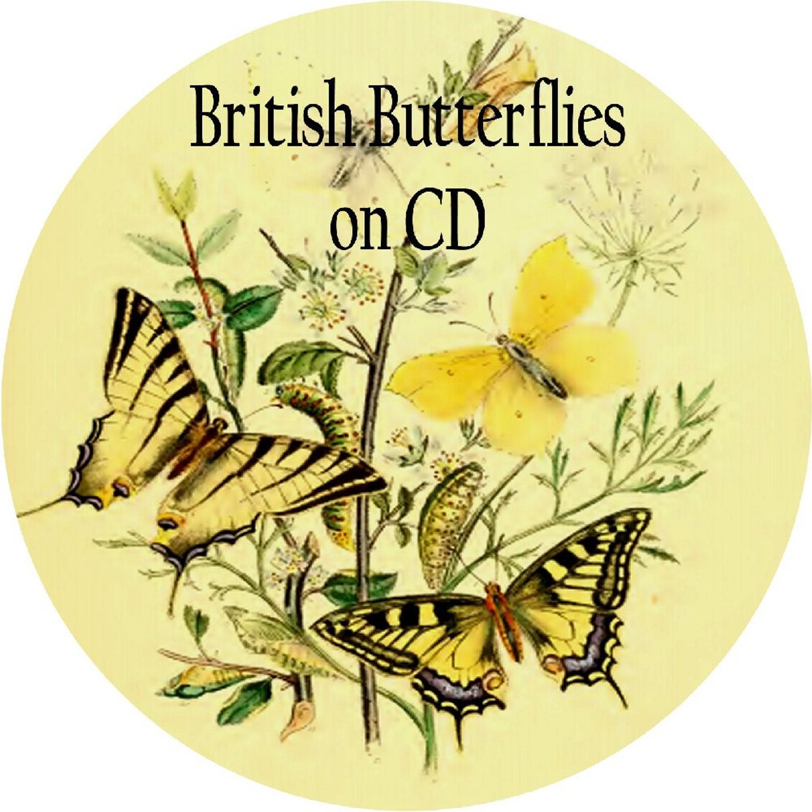 British Butterflies Vintage Book Collection on CD 17 Old Antique Rare