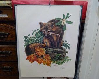 Vintage Art Print, Grey Fox by Richard Timm, Plate XIX of the Series, 1 of 5000, 1970's
