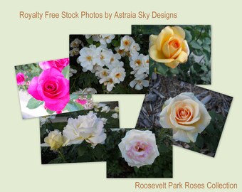 ASD Royalty Free Stock Photos - The Roosevelt Park Roses Collection