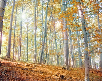 Foto impresa. fotografía original, arte de pared de gran tamaño, mágico, hada, árbol, árboles, ramas, bosque natural, foto de otoño, bosque