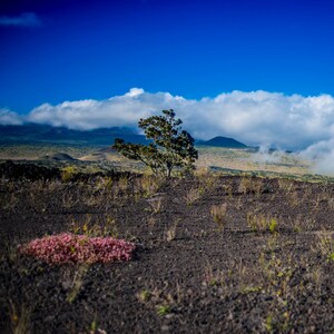 May include: A scenic landscape featuring a lone tree on a dark, textured ground. A patch of pink vegetation is in the foreground. The background shows a mountain range, clouds, and a bright blue sky.