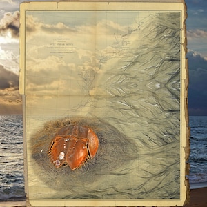 Puede incluir: Un mapa antiguo de la U.S. Coast Survey con el título "Gulf Stream Sketch" impreso en el mapa. El mapa está enmarcado con un borde marrón y se encuentra en una playa de arena con un cangrejo herradura en primer plano.