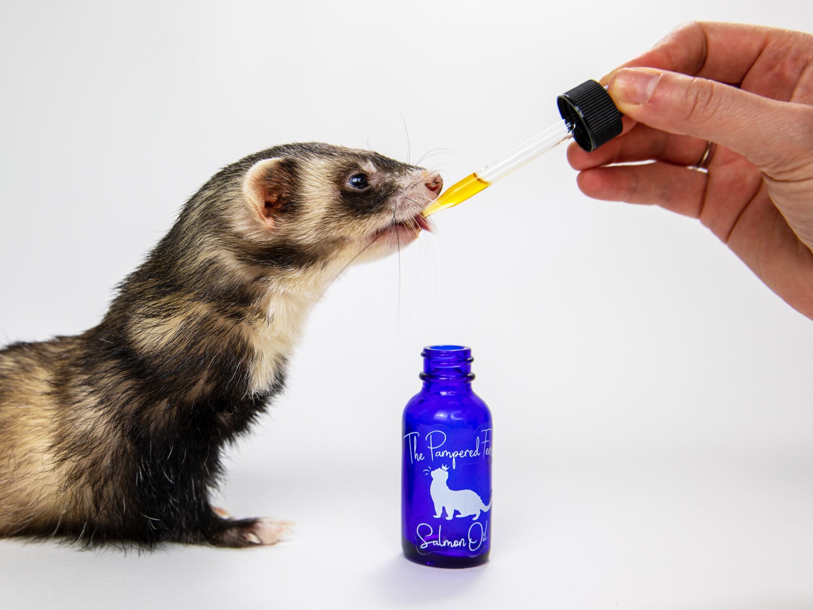 Healthy Salmon Oil Treat for Ferrets for Skin and Coat Health Etsy