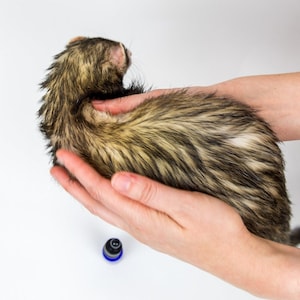 Ferret enjoying moisturizing Coat Oil for Ferrets - The Pampered Ferret
