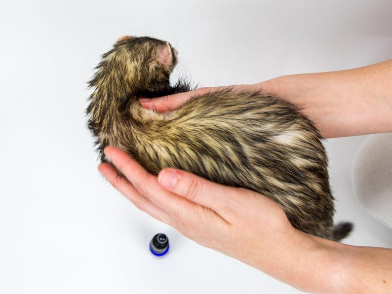 Ferret enjoying moisturizing Coat Oil for Ferrets - The Pampered Ferret