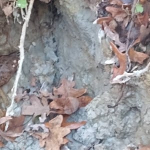 Georgia Blue Clay from Warm Natural Spring Three pounds