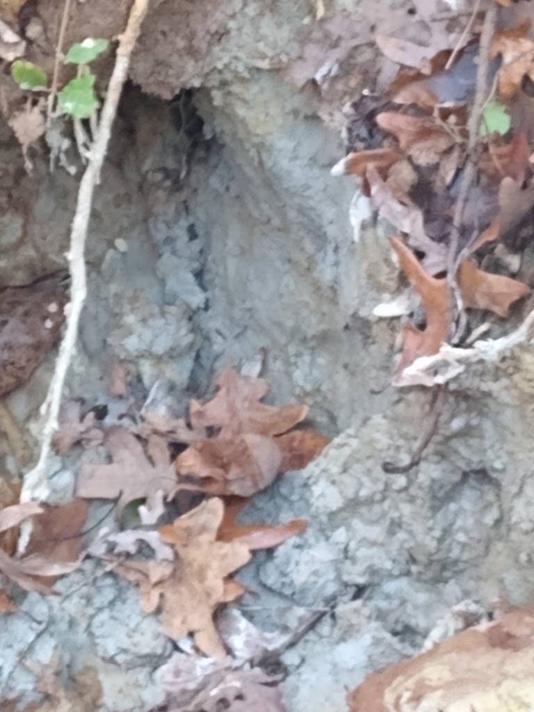 Georgia Blue Clay from Warm Natural Spring Ten pounds POWDERED Form