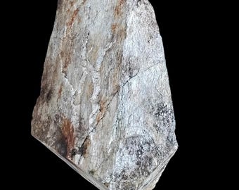 HUGE Petrified Wood Ossified Tree from Central Georgia White oak 27+ lbs.