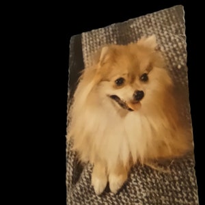 Vintage Postcard Pomeranians