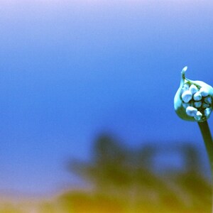 May include: A single, light green stem with a cluster of white flower buds against a blue background.