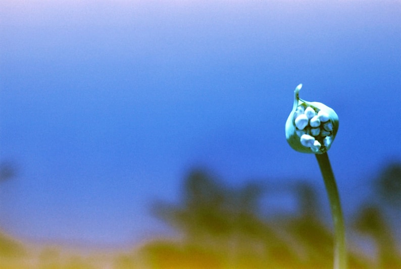 May include: A single, light green stem with a cluster of white flower buds against a blue background.