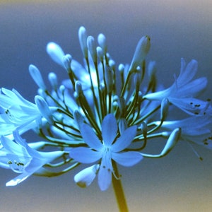 May include: A close-up of a blue flower with multiple petals. The flower is in bloom and has a delicate, airy appearance.