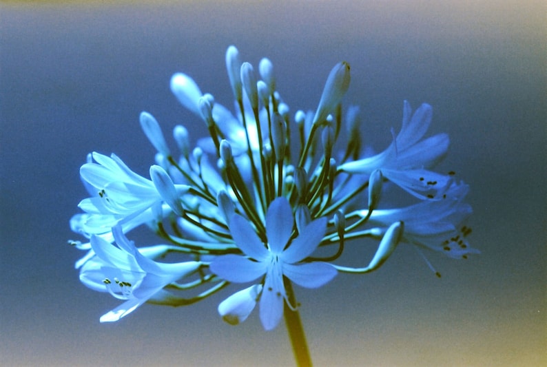 May include: A close-up of a blue flower with multiple petals. The flower is in bloom and has a delicate, airy appearance.