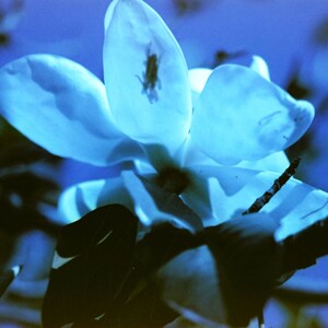 May include: A single white magnolia flower with a blue tint, blooming on a branch against a dark blue background.