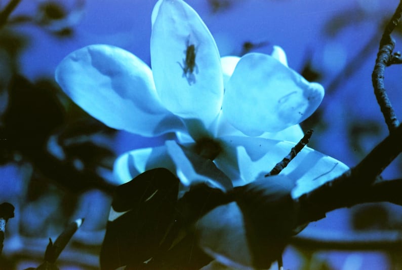 May include: A single white magnolia flower with a blue tint, blooming on a branch against a dark blue background.